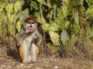 Patas fressen Kaktusfrüchte im Nature Reserve Gueumbeul im Senegal
