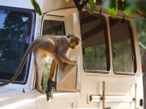 Primaten in Wassadou im Senegal. Eine Grünmeerkatze erobert unser Auto.