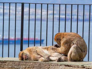 Berberaffen (Macaca sylvanus) in Gibraltar