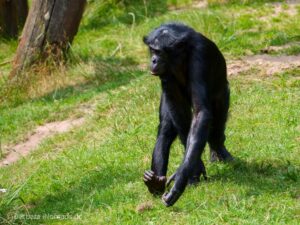 Bonobo (Pan paniscus) in Apenheul