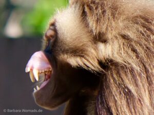 Dschelada (Theropithecus gelada) mit Lip-Flip im Naturzoo Rheine.