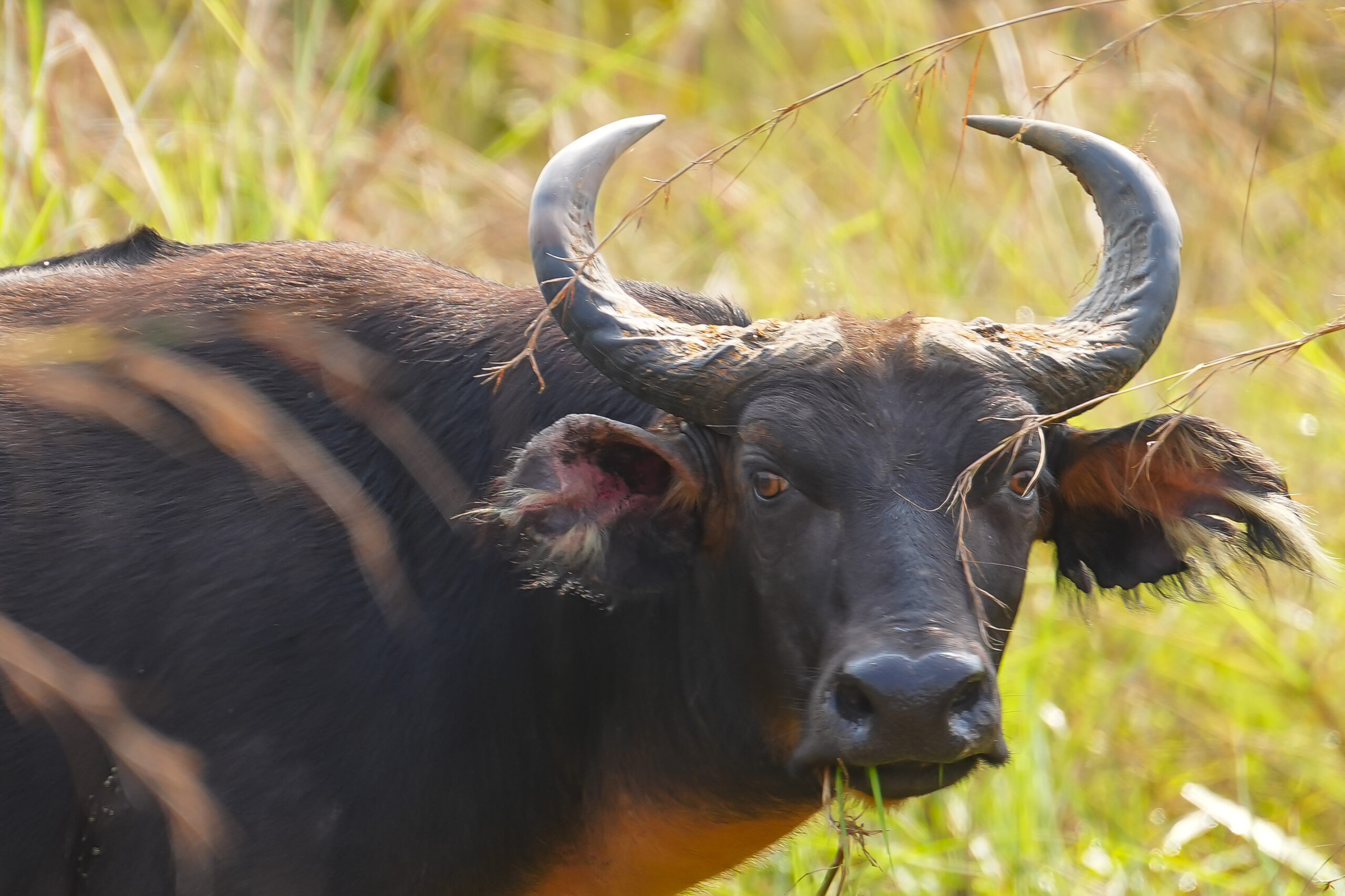 Nationalpark Odzala-Kokoua, Republik Kongo